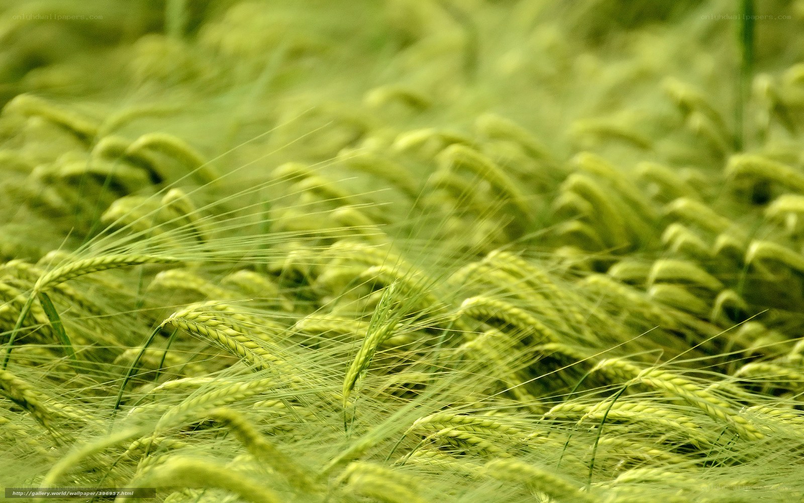 Green wheat field in breeze