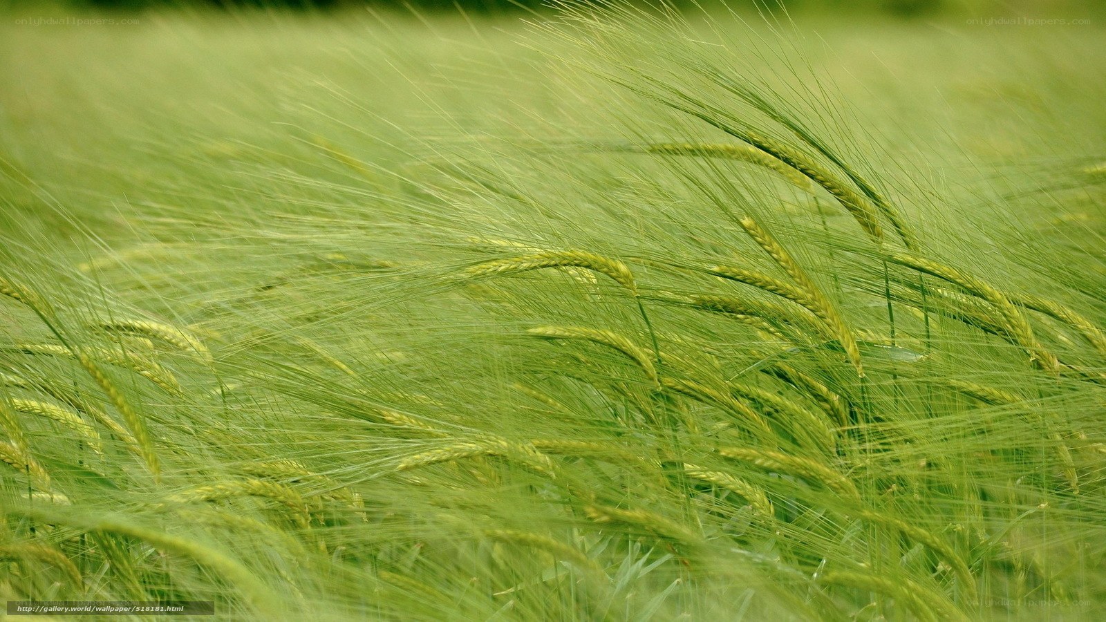 Green wheat field in breeze