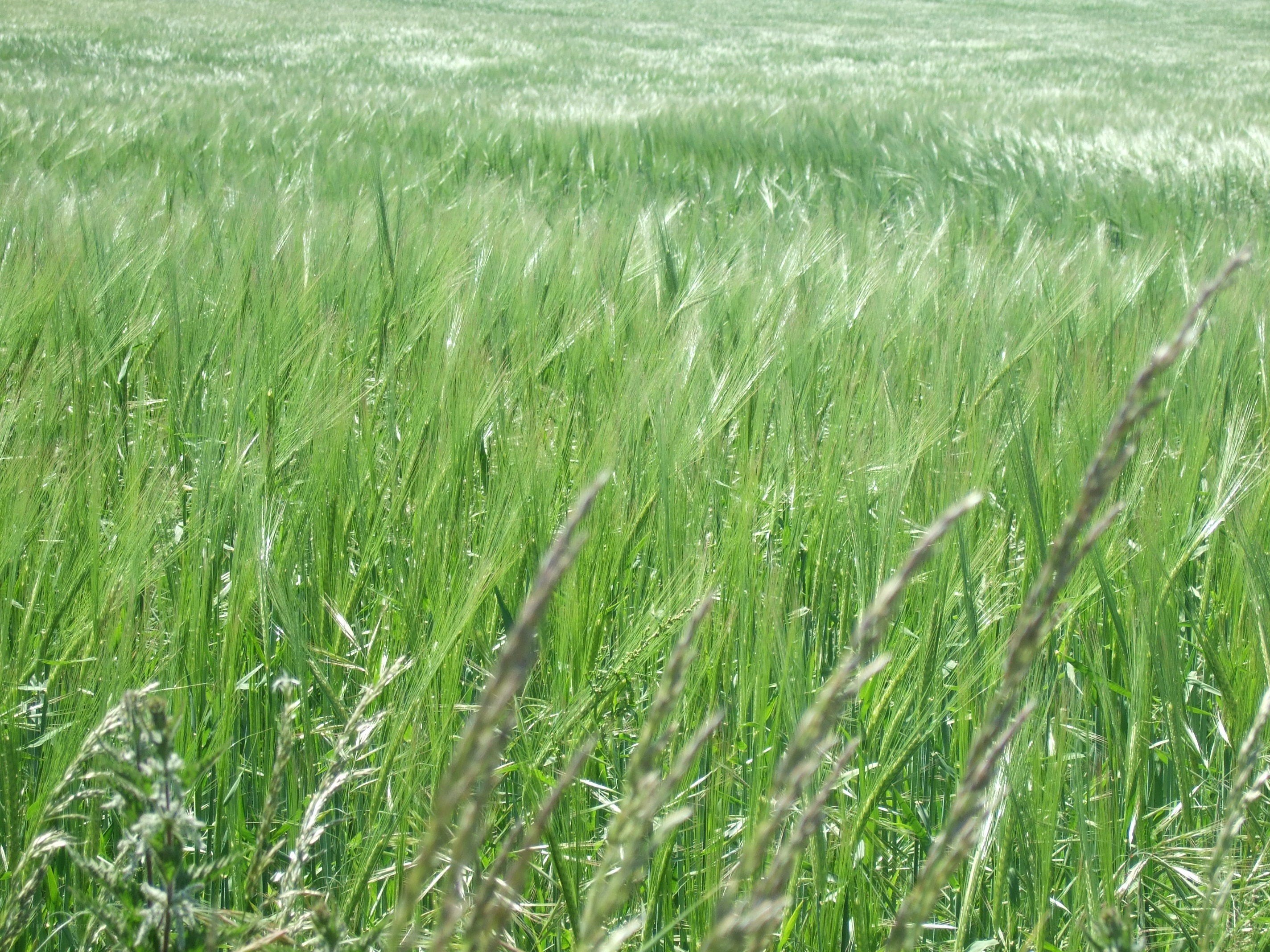 Green wheat field in breeze
