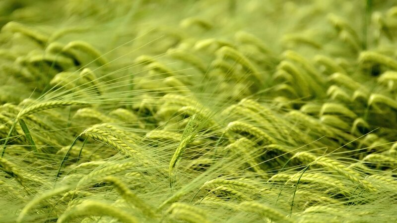 Green wheat field in breeze