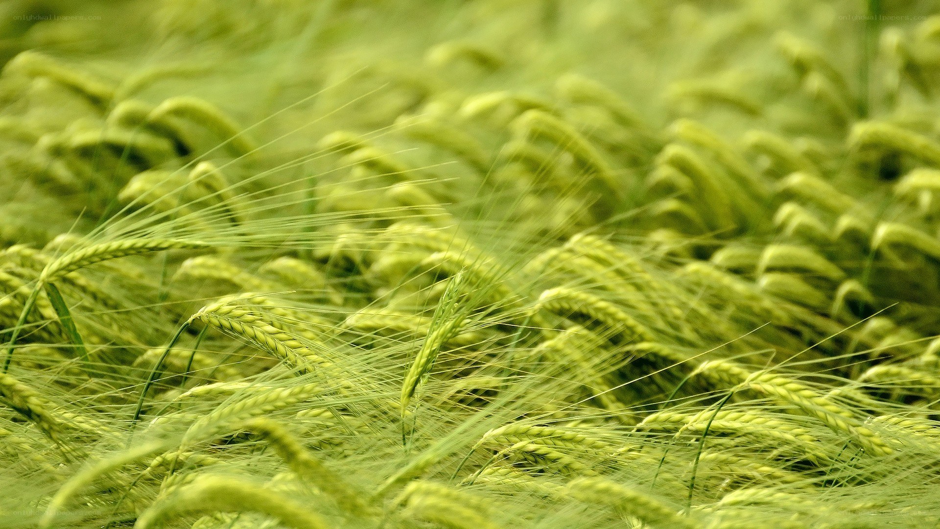 Green wheat field in breeze