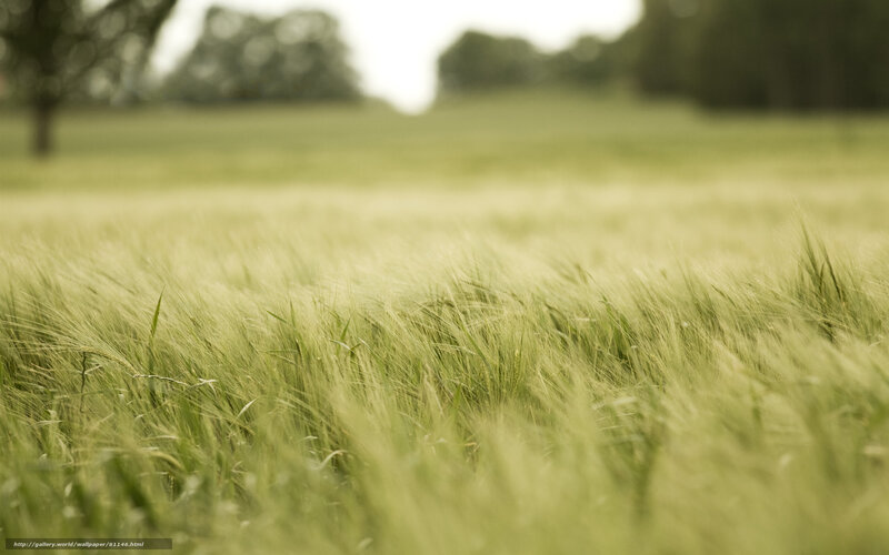 Green wheat field in breeze