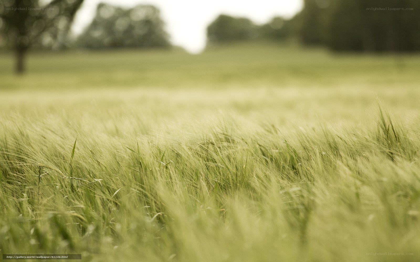 Green wheat field in breeze