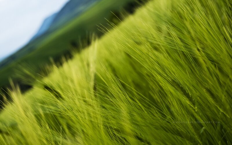 Green wheat field in motion