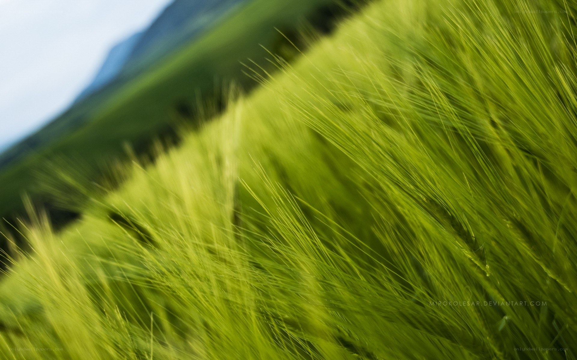 Green wheat field in motion