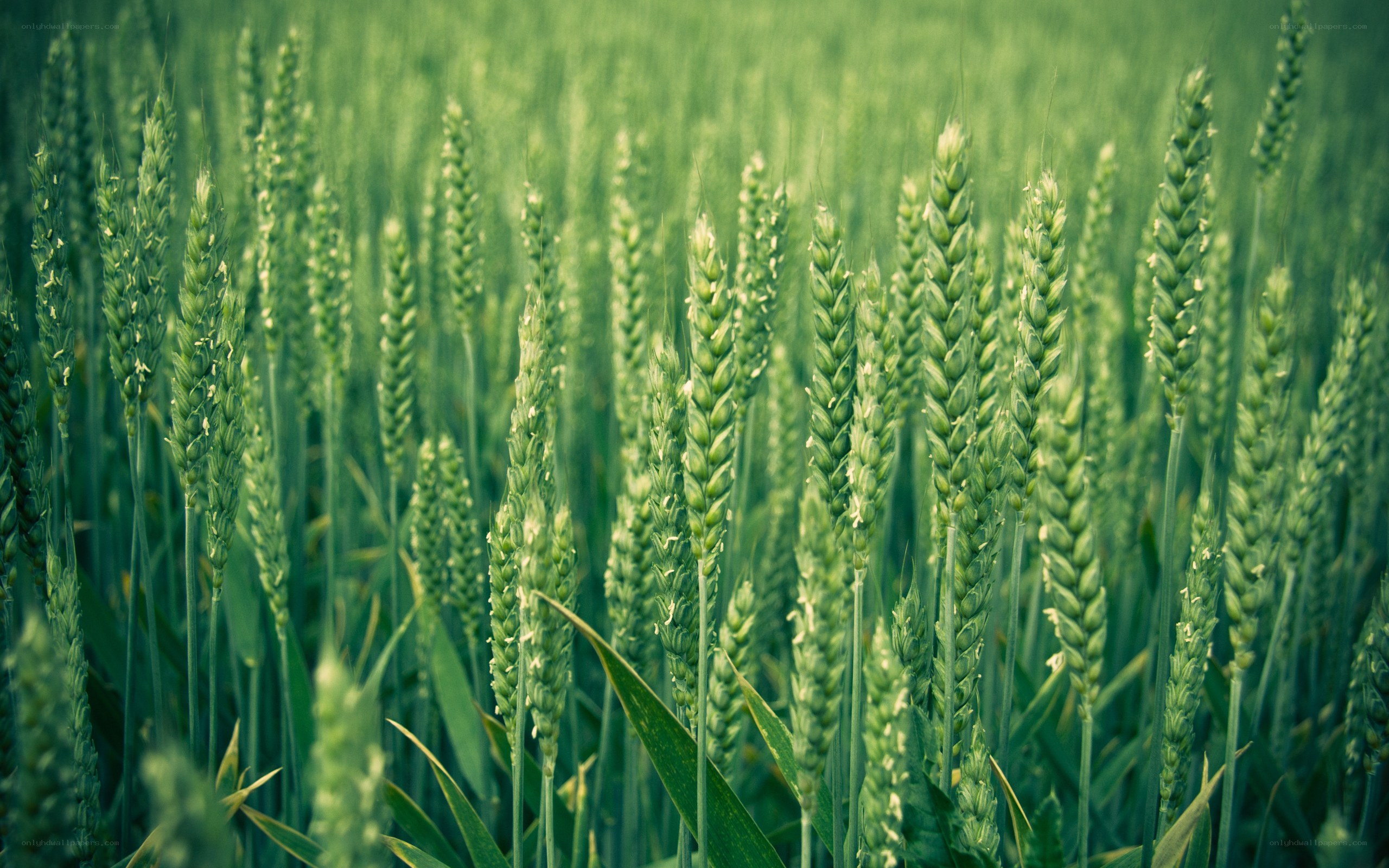 Green wheat field in summer