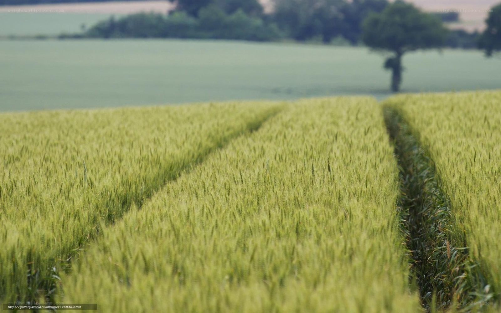 Green wheat field in summer