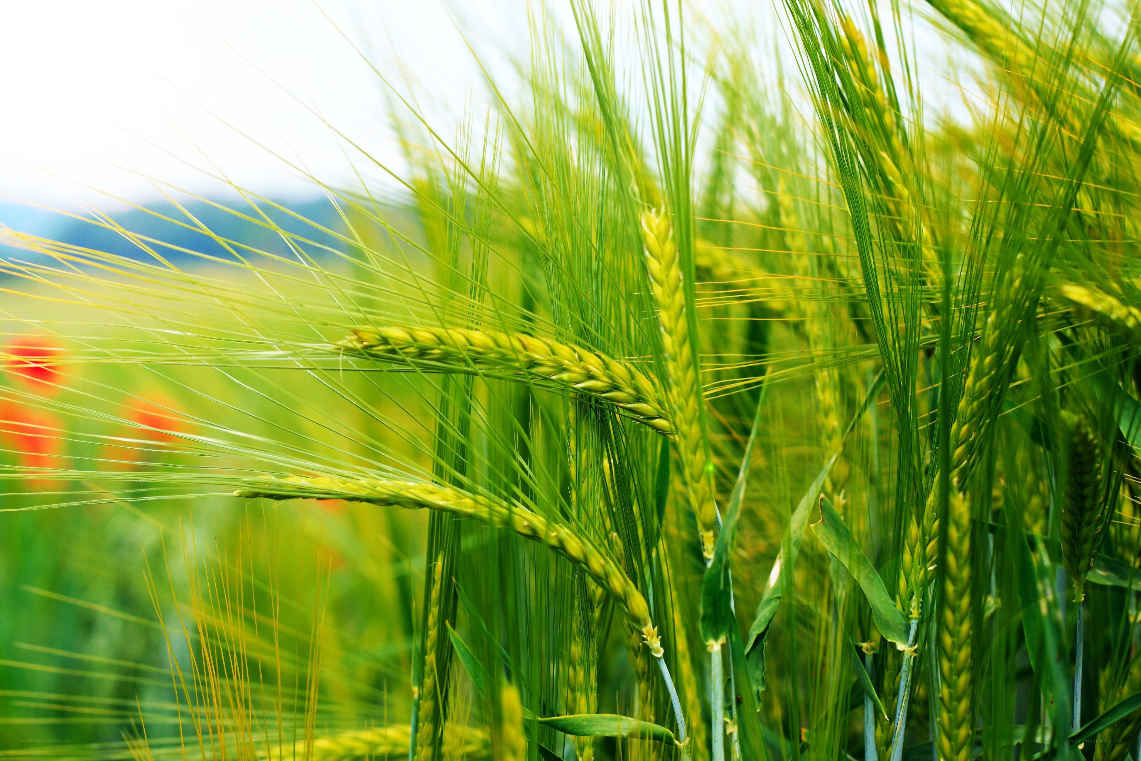 Green wheat field in sunlight