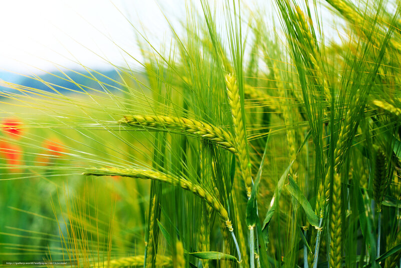 Green wheat field in sunlight