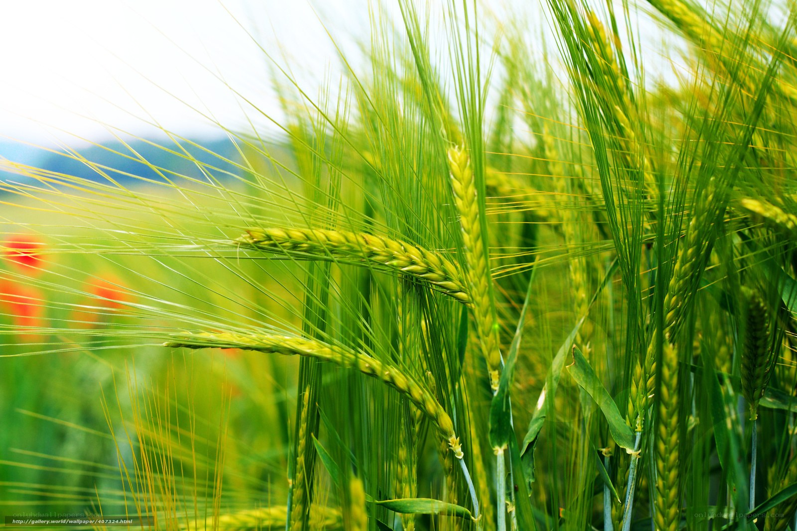 Green wheat field in sunlight