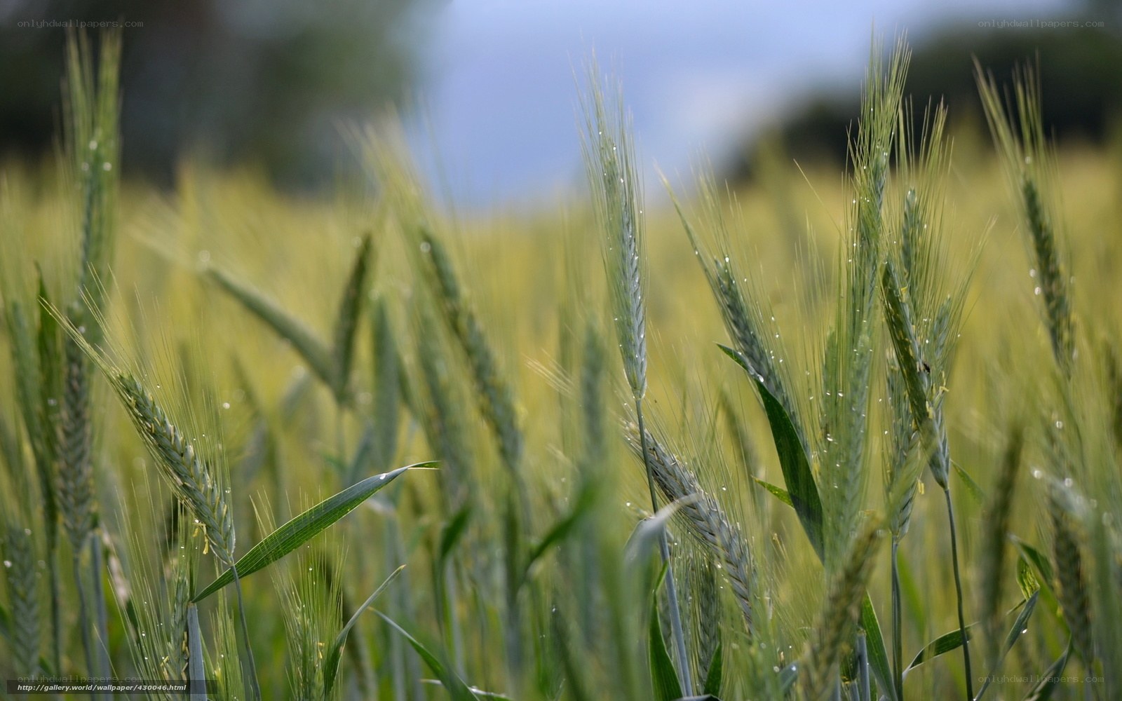 Green wheat field in sunlight