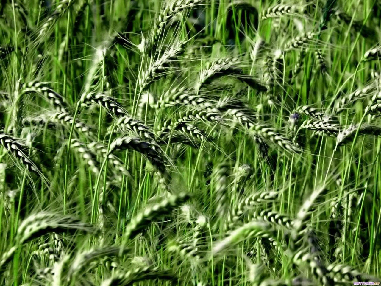 Green wheat field in sunlight