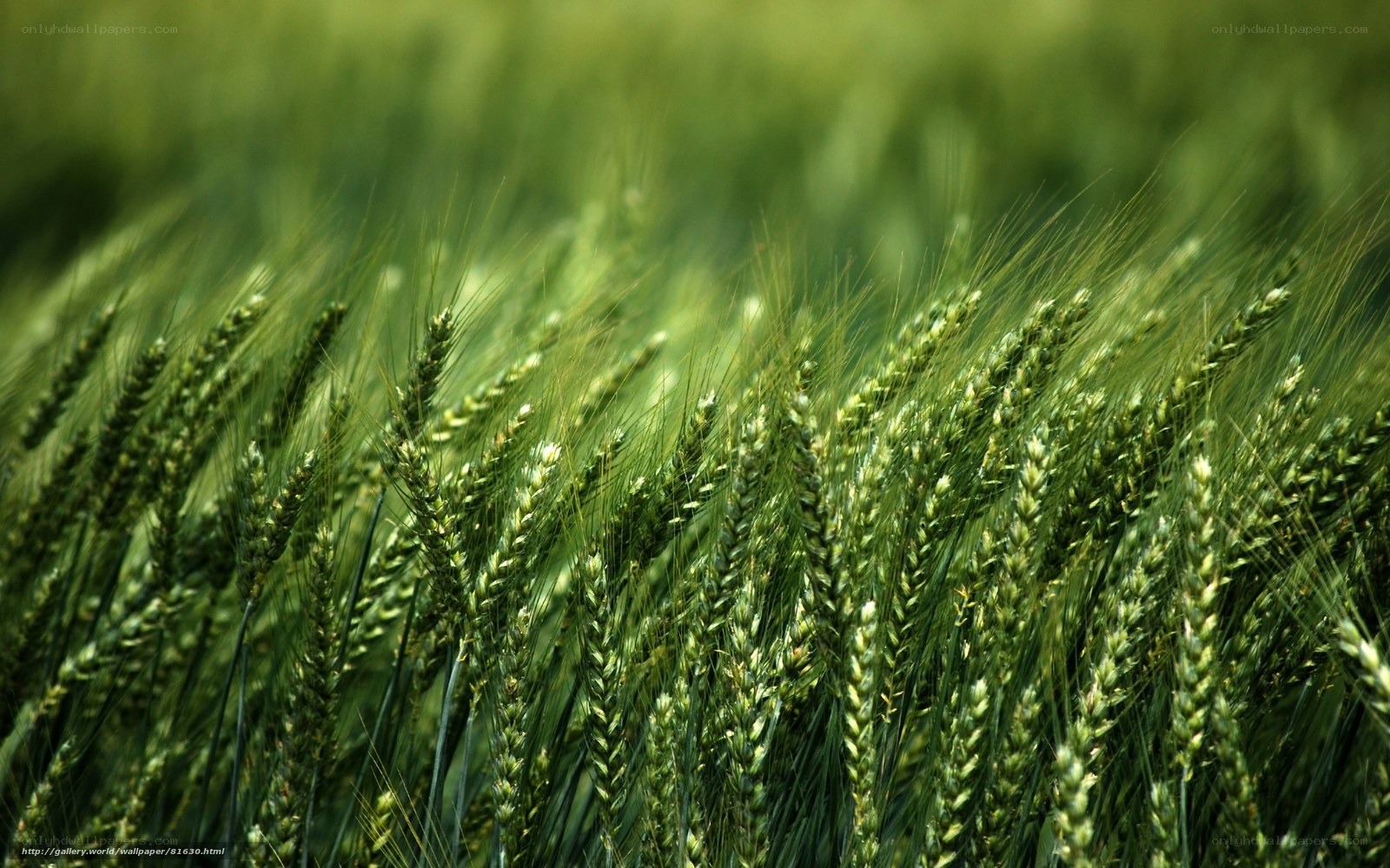 Green wheat field in sunlight