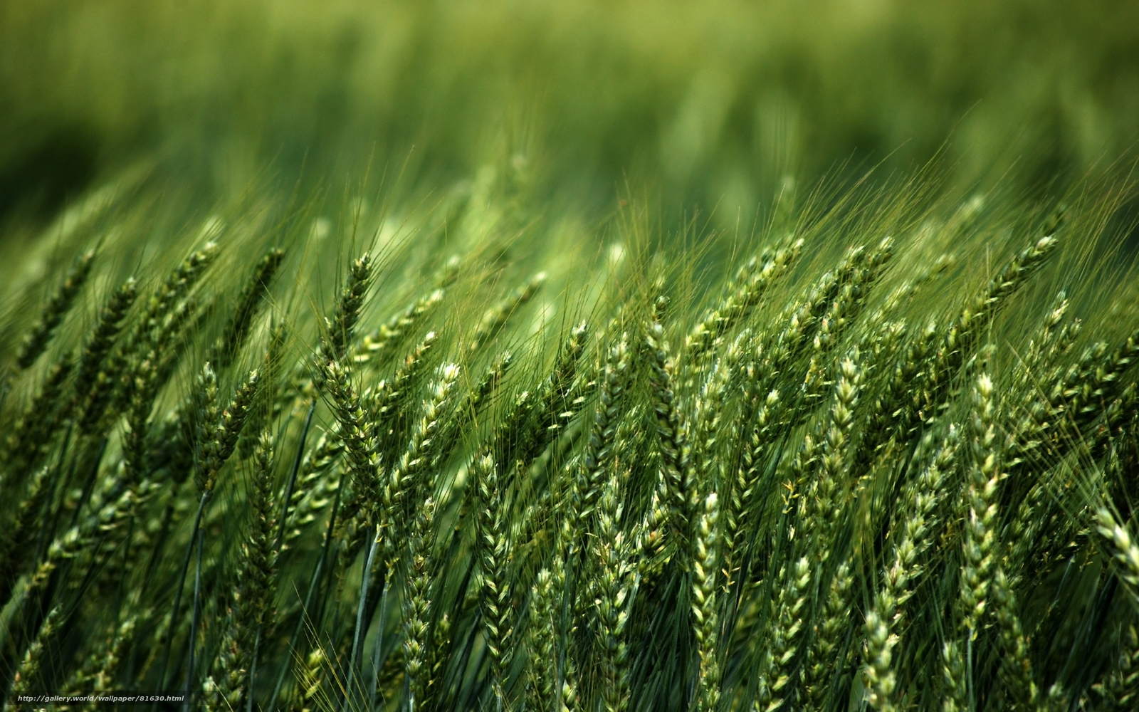 Green wheat field in sunlight