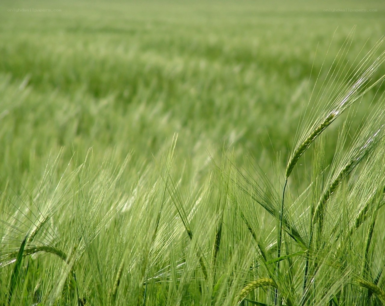 Green wheat field in sunlight
