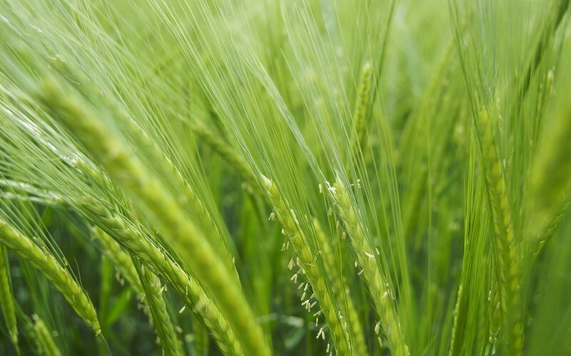 Green wheat field in sunlight