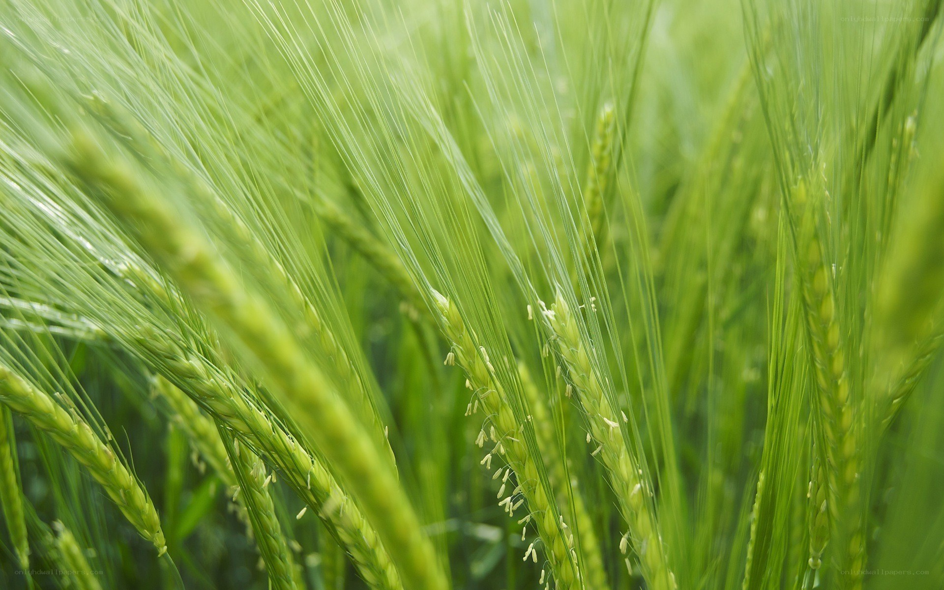 Green wheat field in sunlight