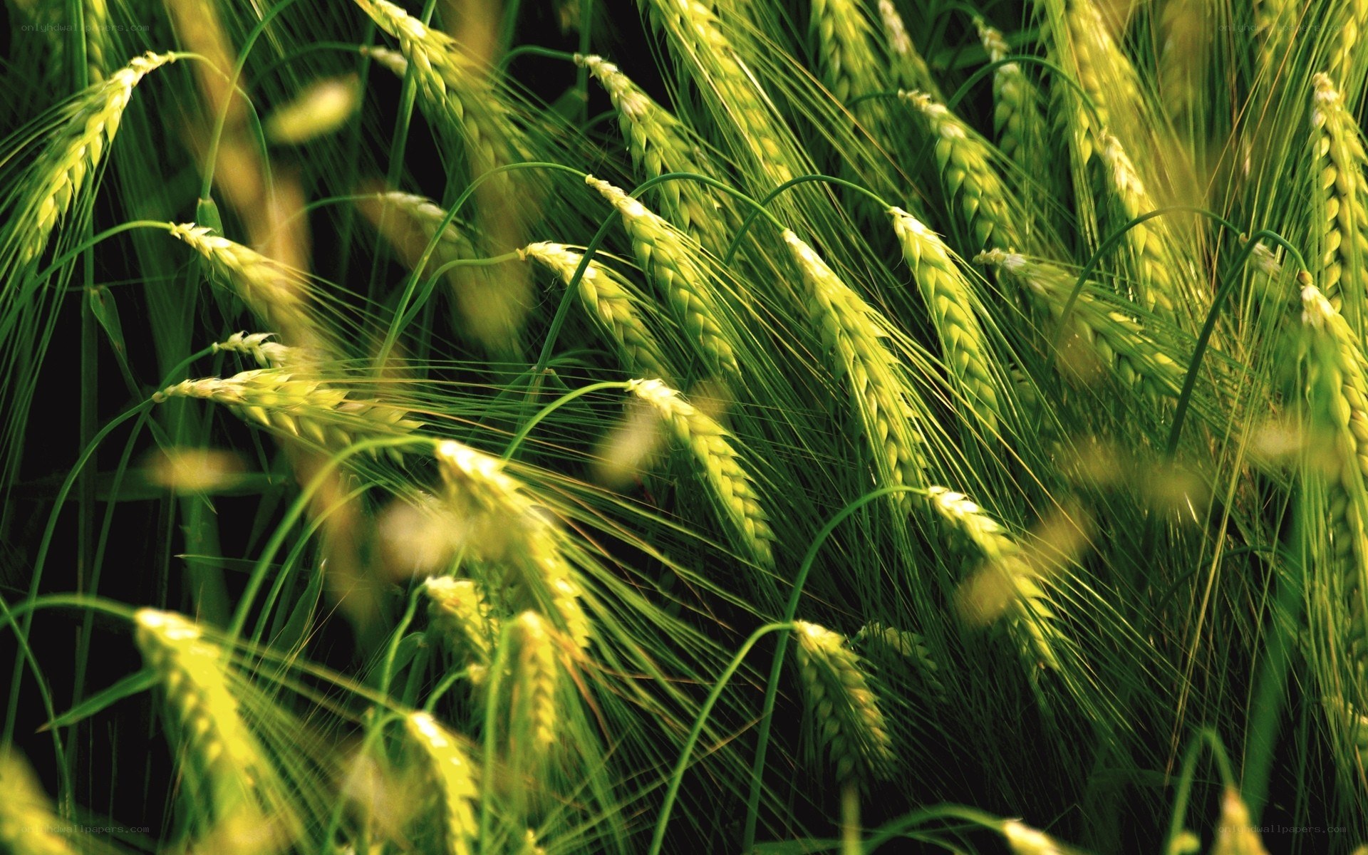 Green wheat field in sunlight