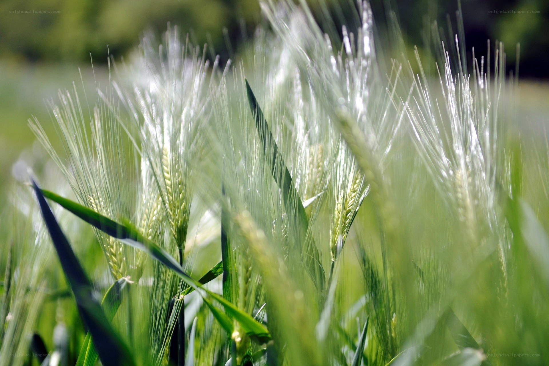 Green wheat field in sunlight
