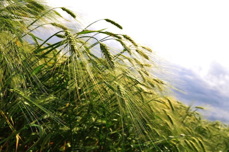 Green wheat field in sunlight