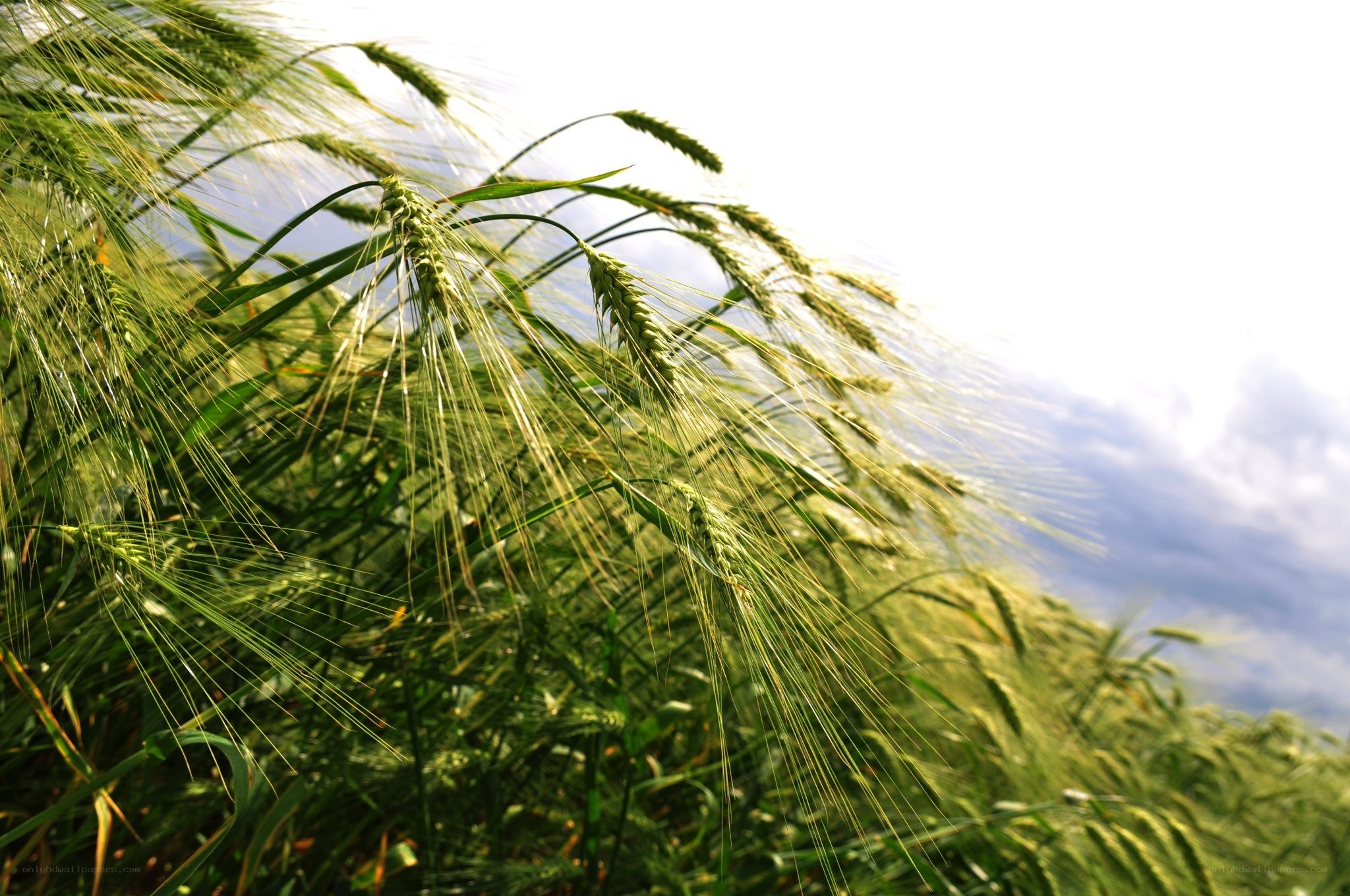 Green wheat field in sunlight
