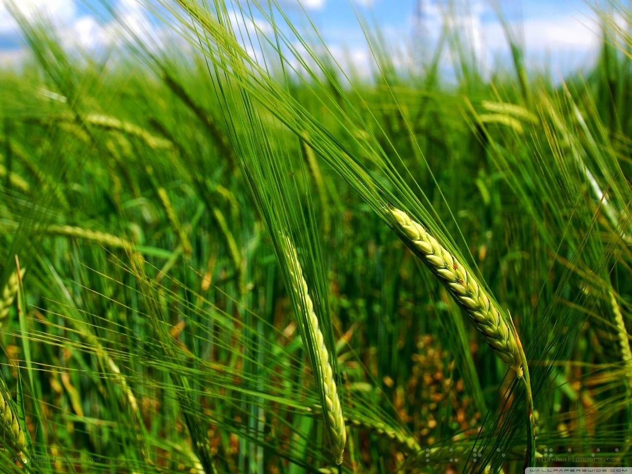Green wheat field in sunlight