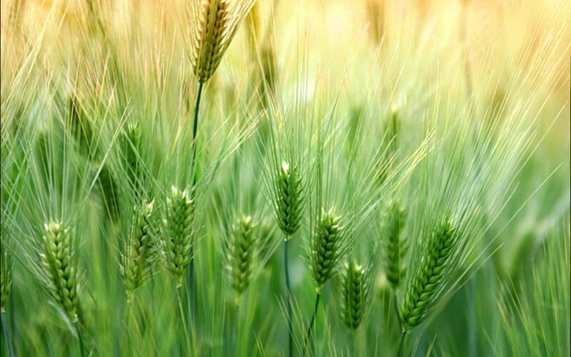 Green wheat field in sunlight