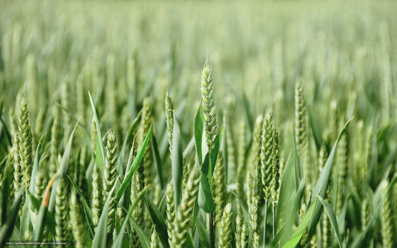 Green wheat field in sunlight