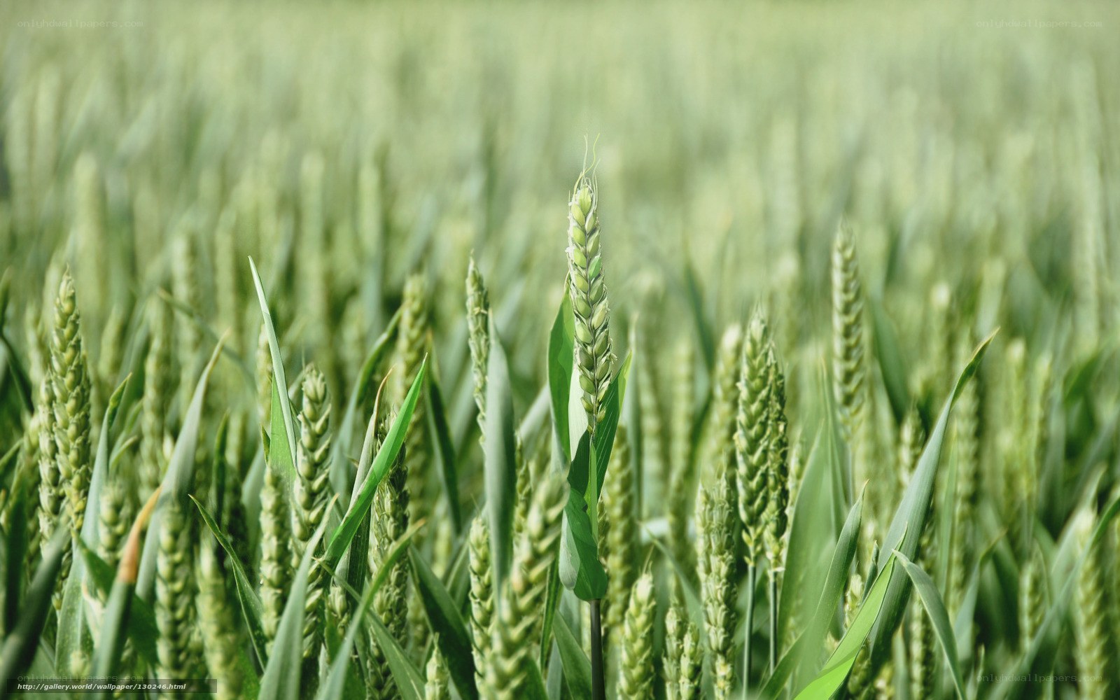 Green wheat field in sunlight