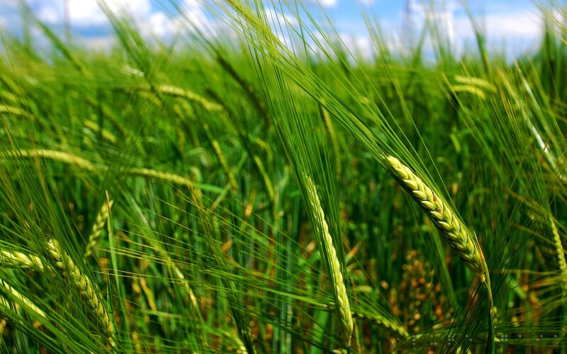 Green wheat field in sunlight