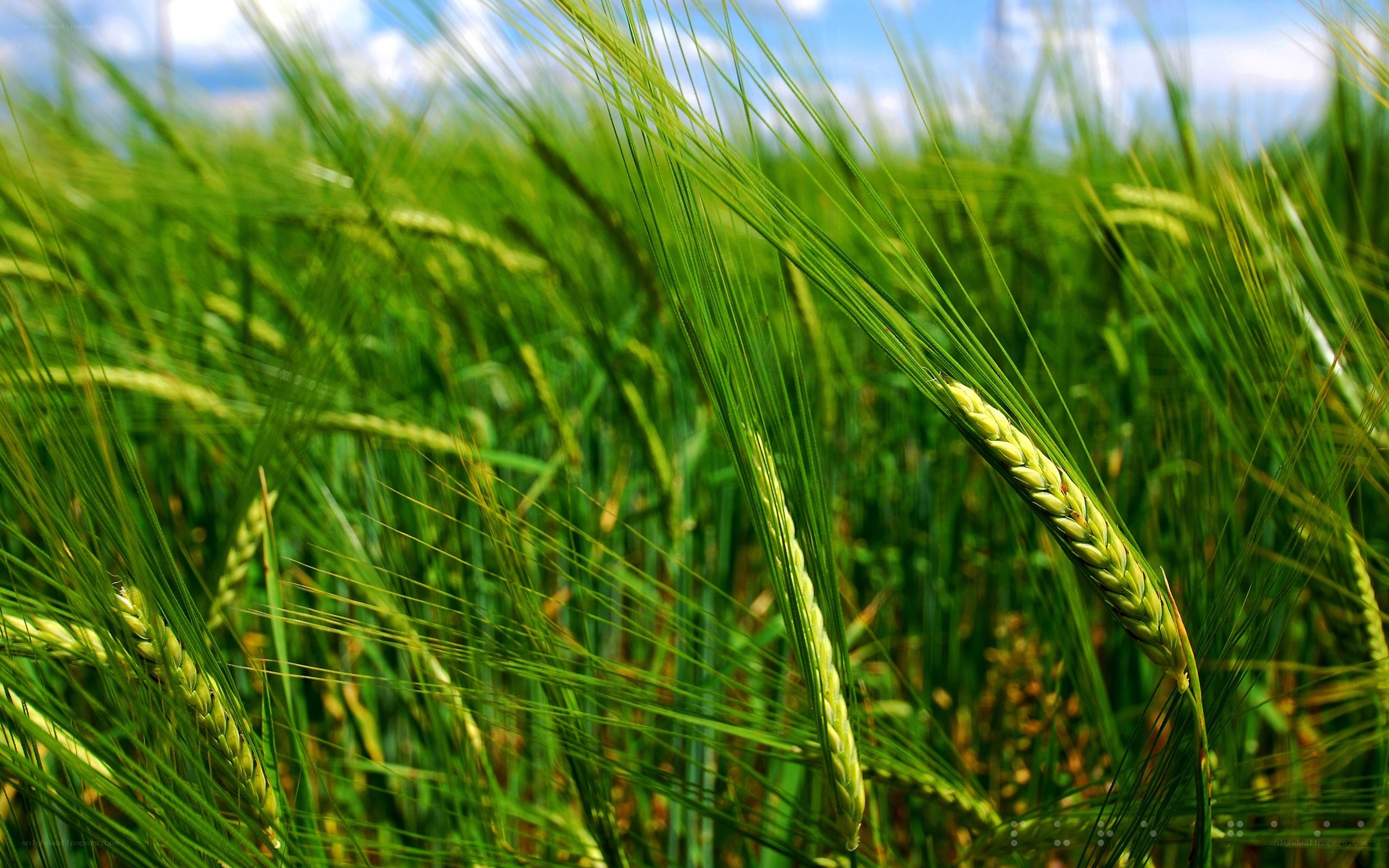Green wheat field in sunlight