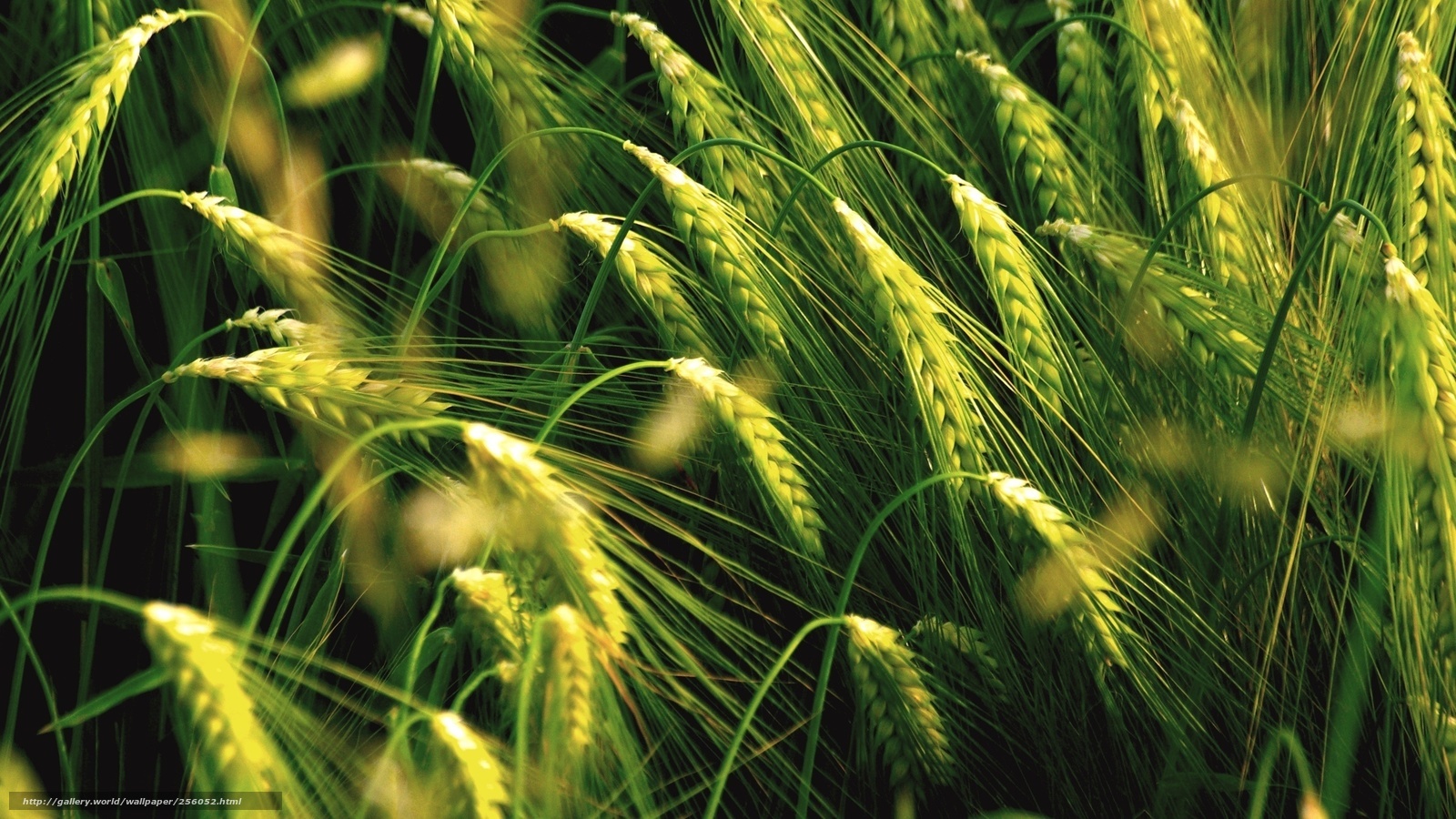 Green wheat field in sunlight