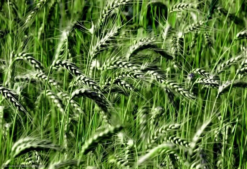 Green wheat field in sunlight
