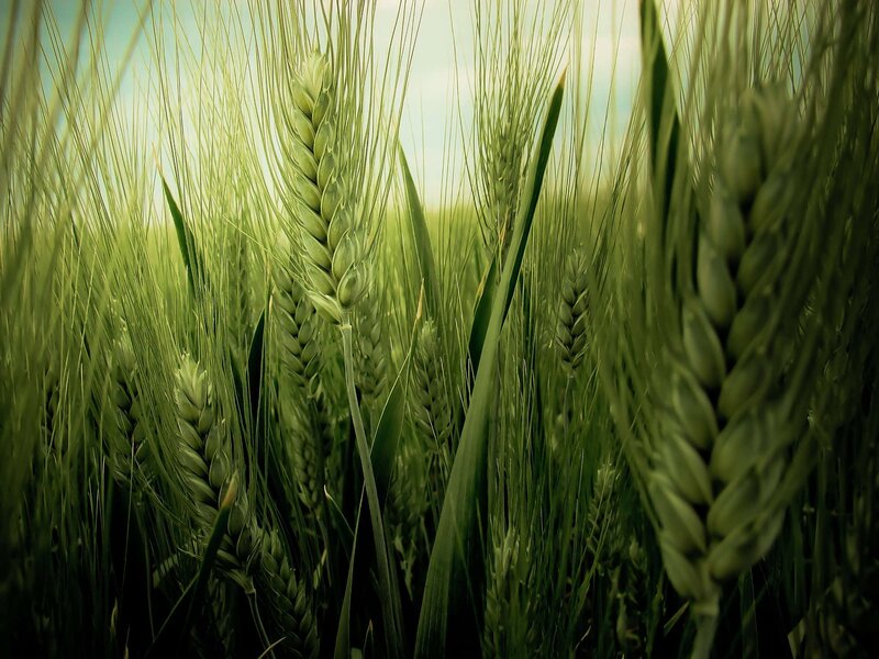 Green wheat field in sunlight