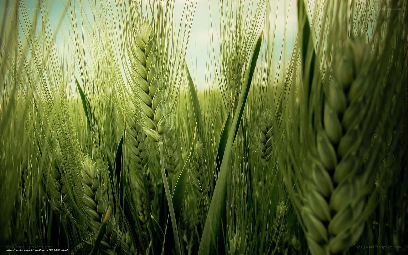 Green wheat field in sunlight