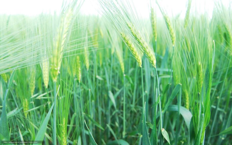 Green wheat field in sunlight
