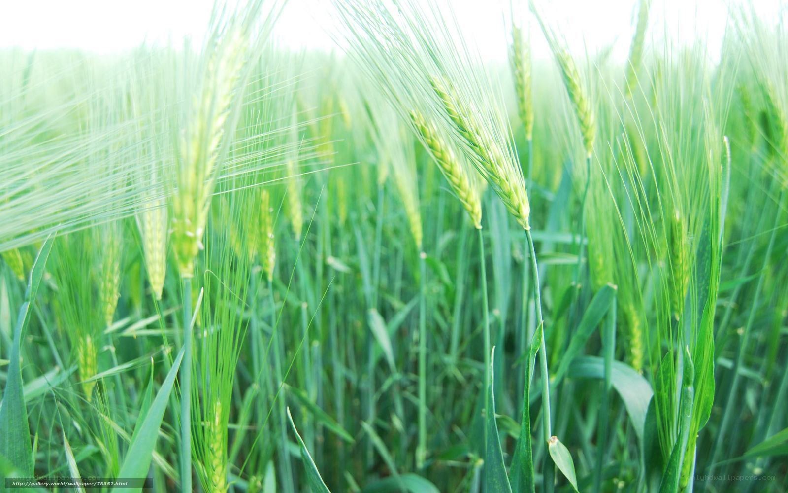 Green wheat field in sunlight