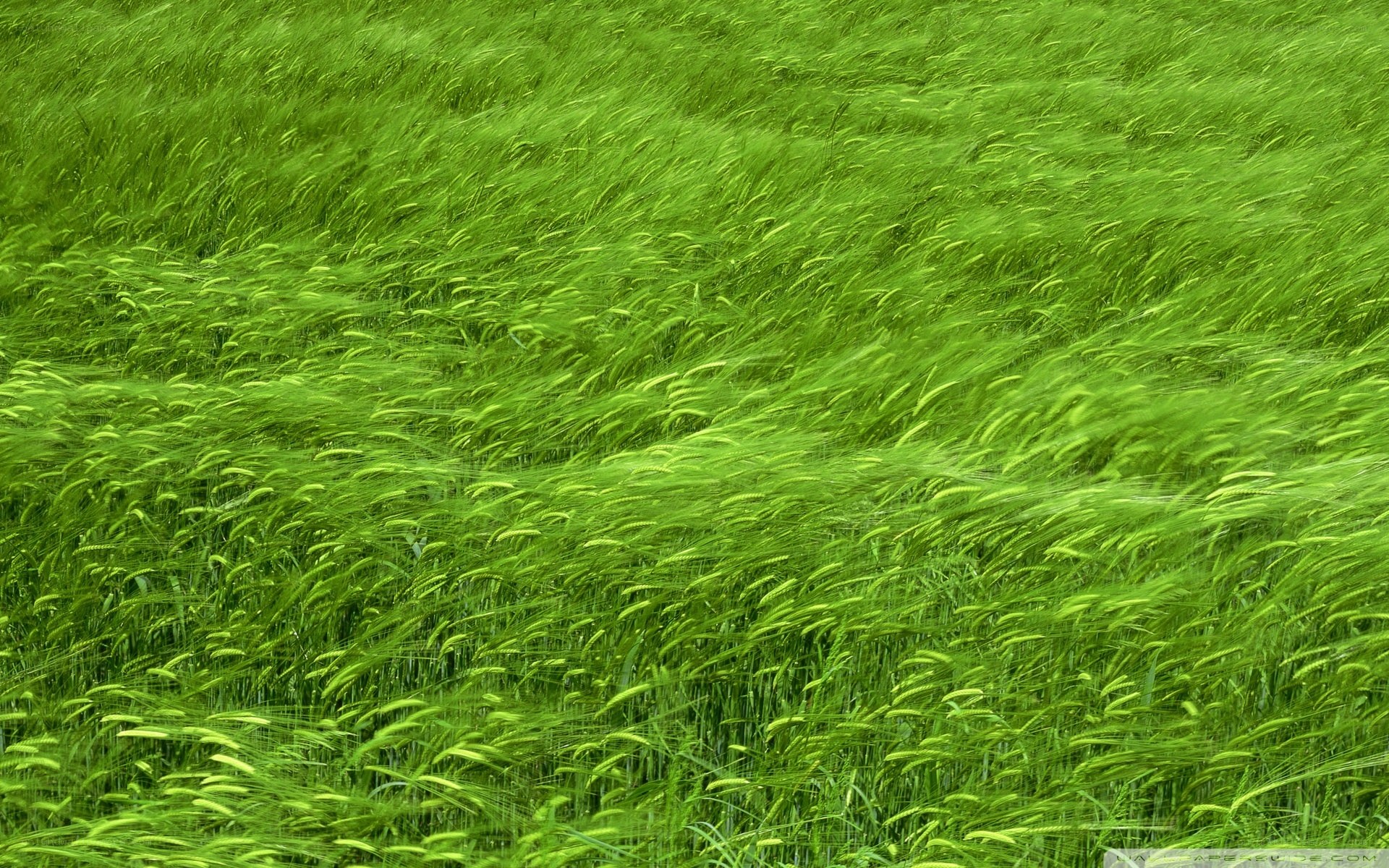 Green wheat field in wind