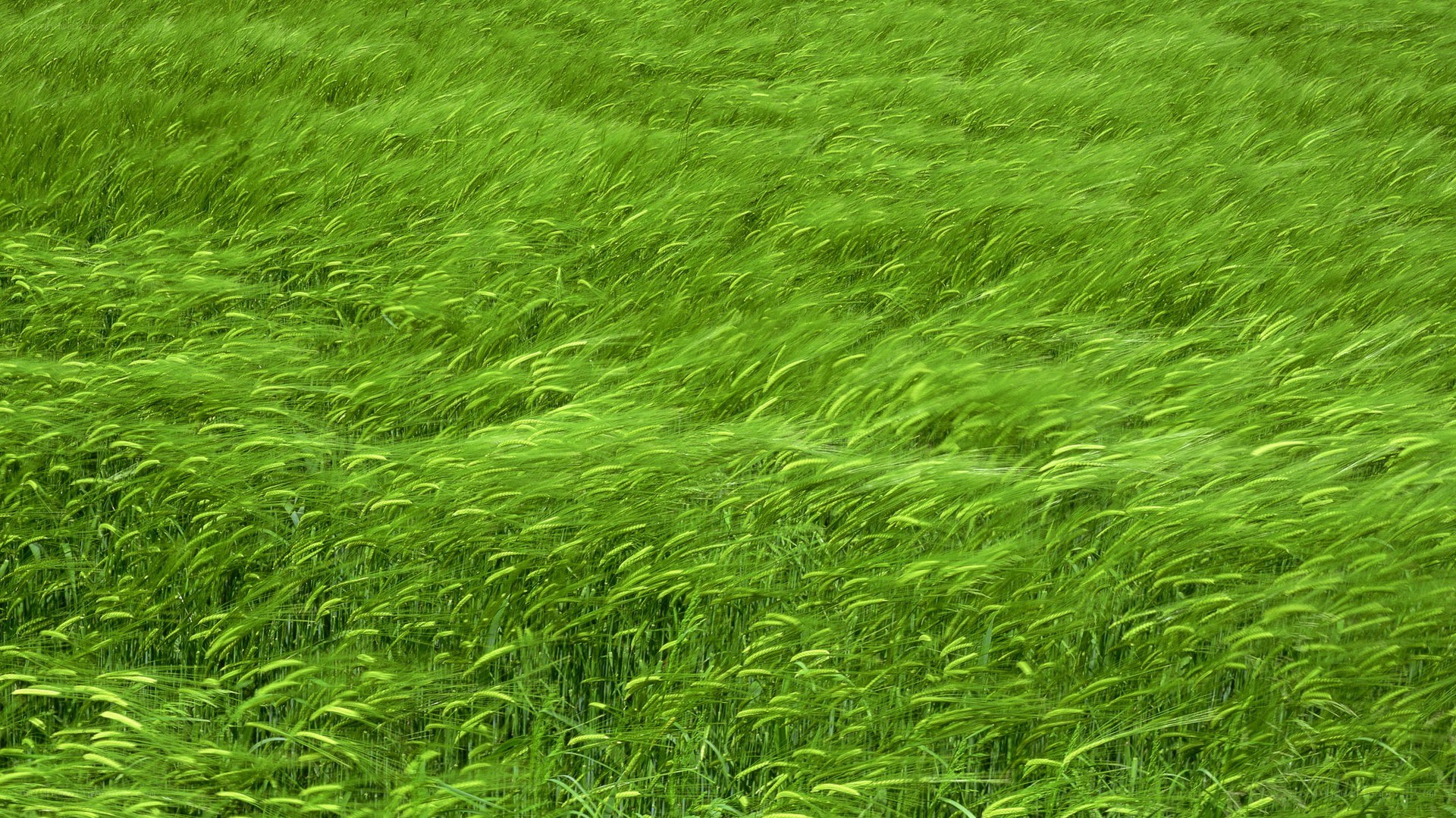 Green wheat field in wind