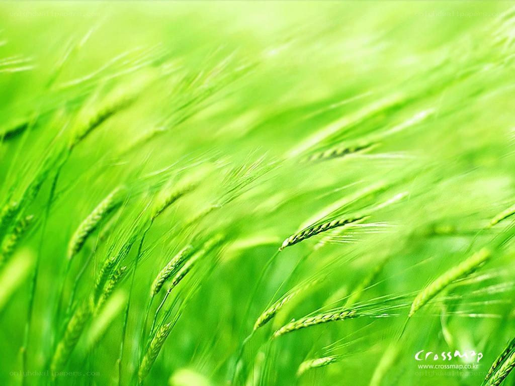 Green wheat field in wind