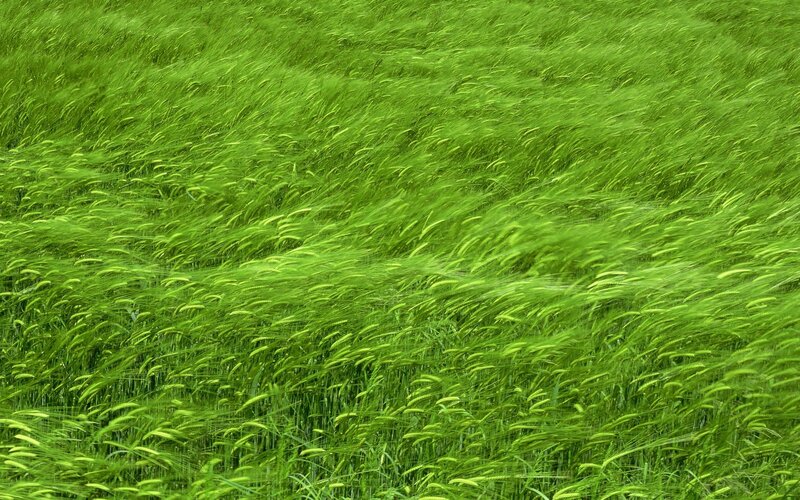 Green wheat field in wind