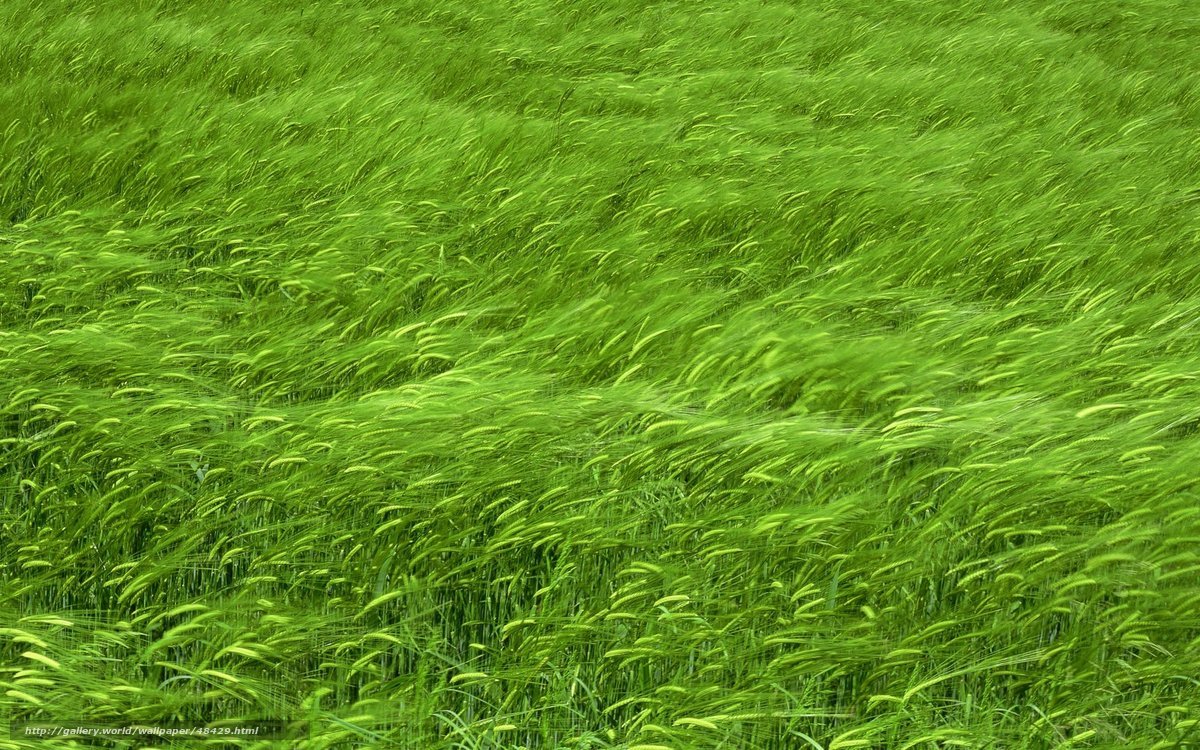 Green wheat field in wind