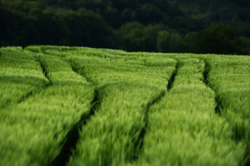 Green wheat field landscape