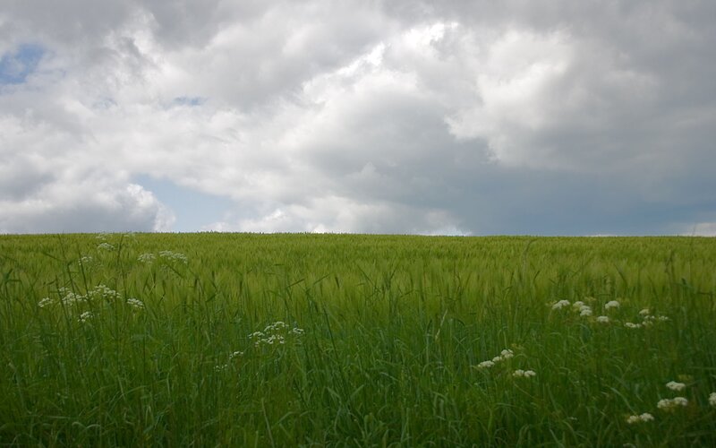 Green Wheat Field — Overcast, Afternoon
