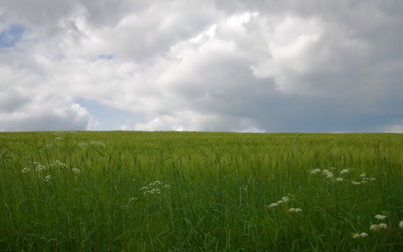 Green Wheat Field — Overcast