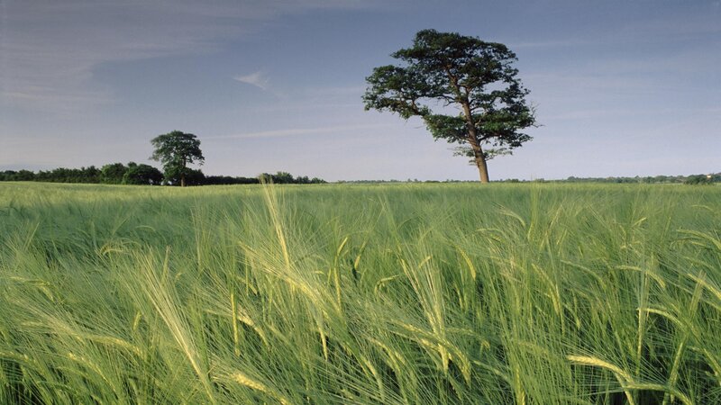 Green Wheat Field — Photograph, Tree