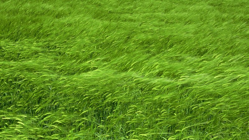 Green Wheat Field — Photograph, Wind