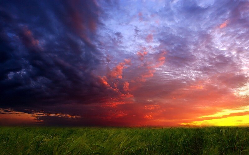 Green Wheat Field — Purple