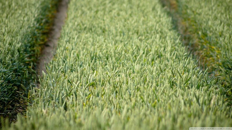 Green wheat field rows