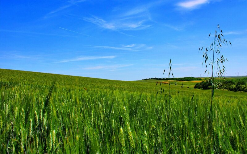 Green Wheat Field — Serene, Afternoon, Photograph, Blue Sky, Wind Turbines